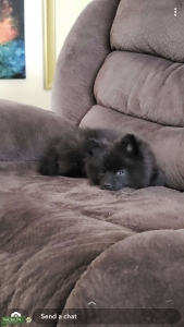 Pomeranian  Listing Image