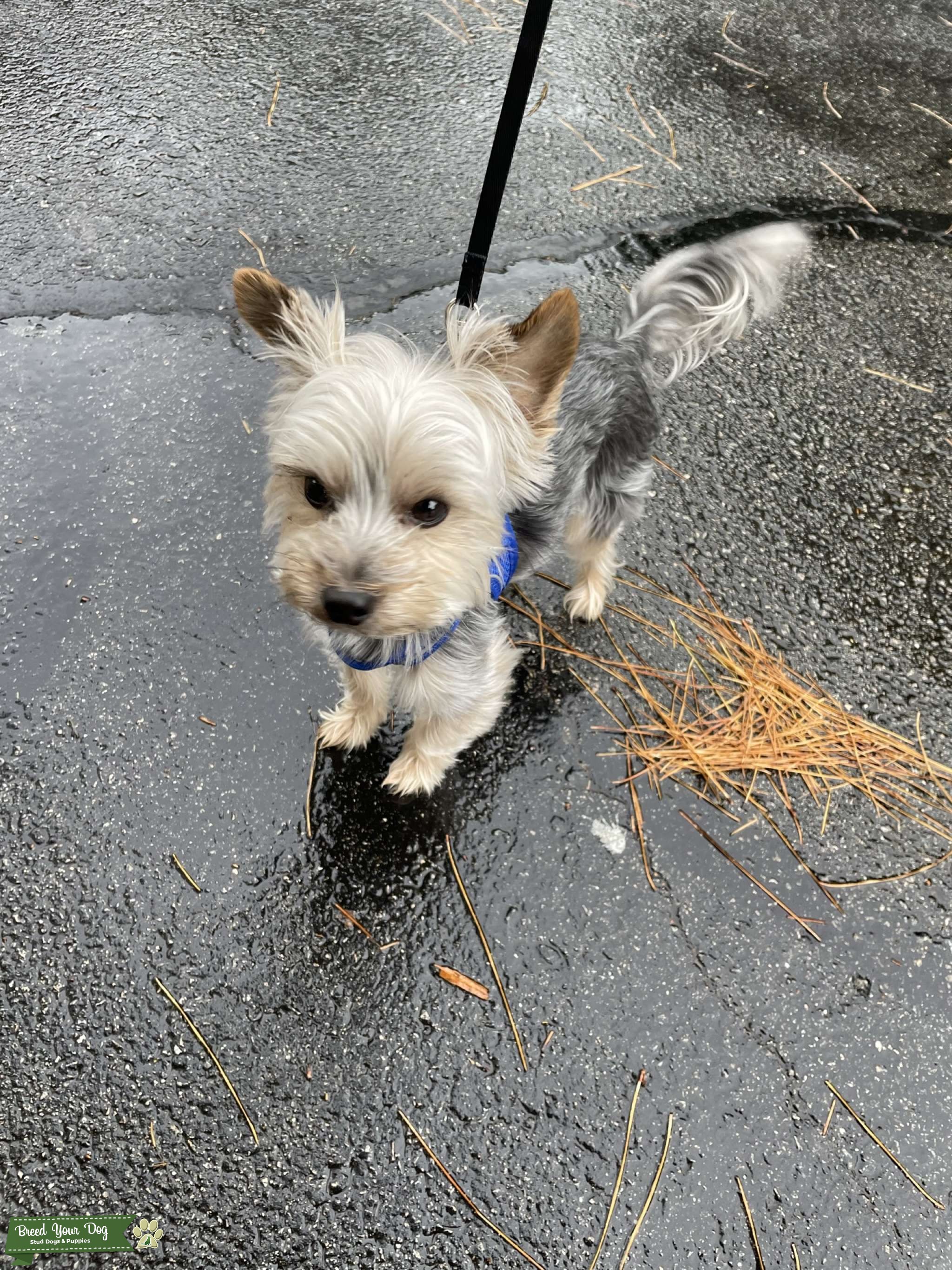 4 year old Yorkie Stud Dog in Virginia, the United States Breed