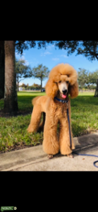 Standard poodle apricot AKC Listing Image