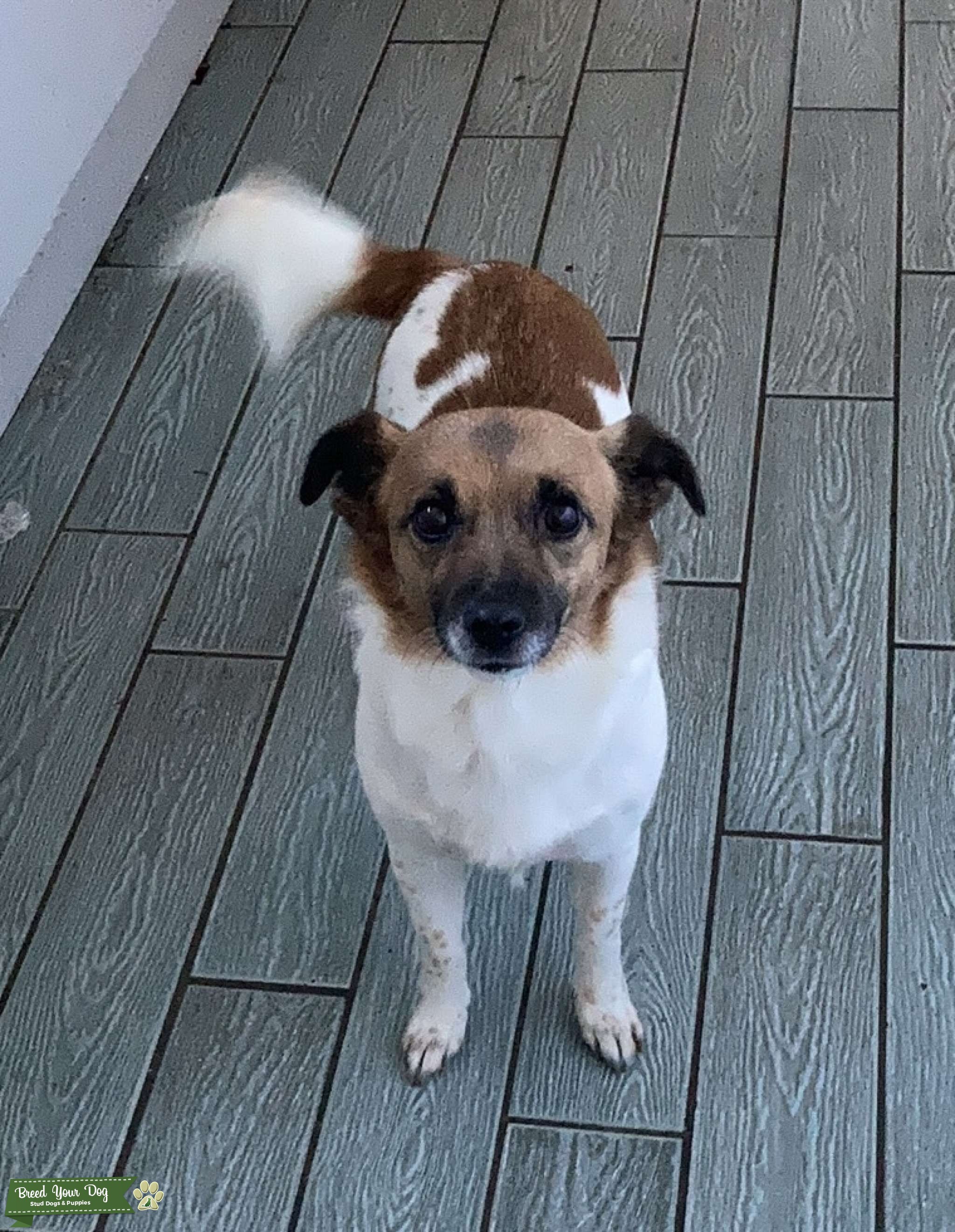 Jack Russell Chihuahua Mix For Sale Craigslist - bhn1hu8