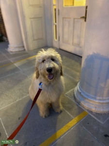 Blonde and Brown Goldendoodle  Listing Image