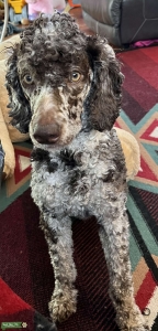 CKC poodle Listing Image