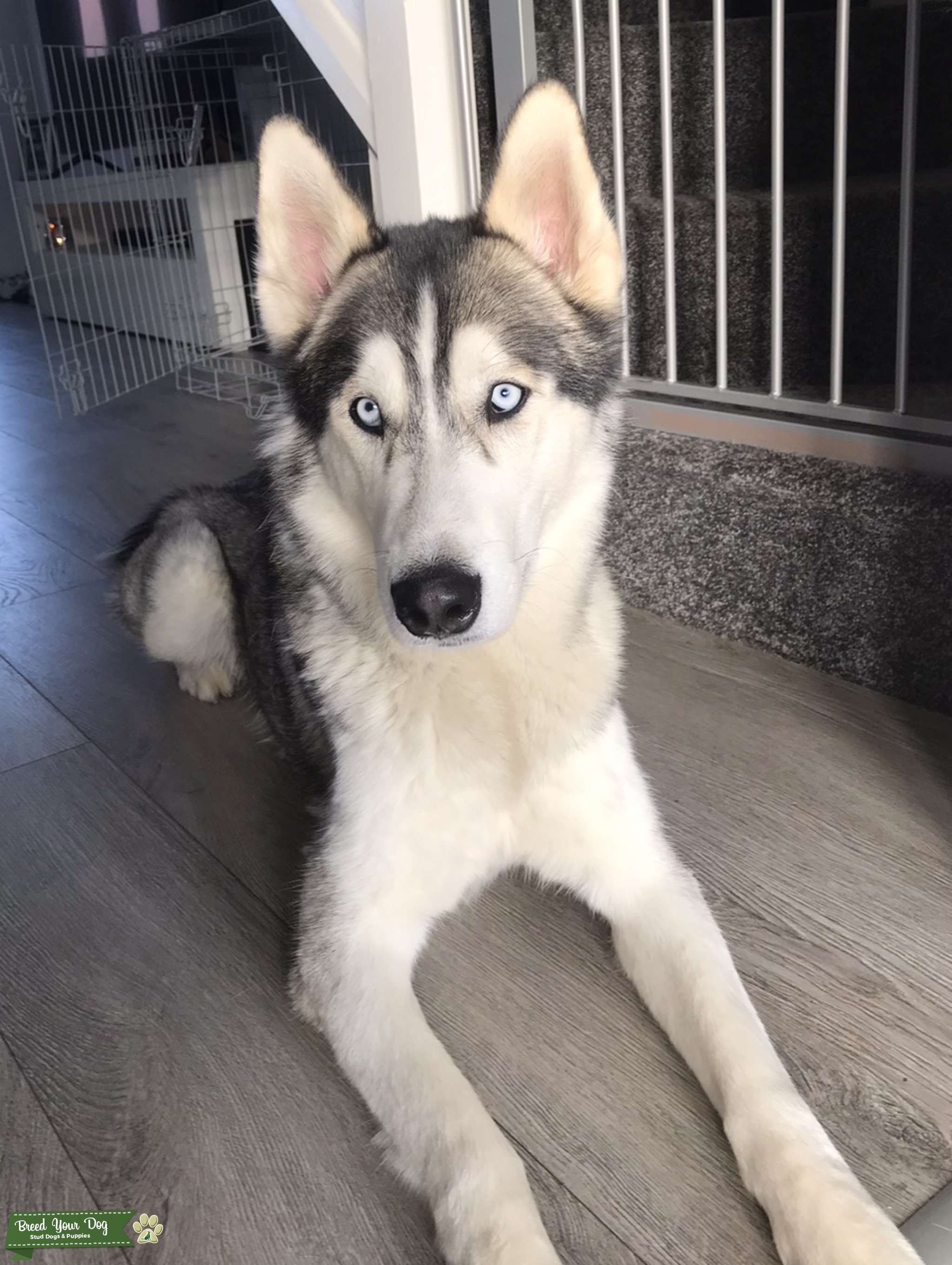 Blue eyed Husky Male Stud Dog Greater Manchester Breed Your Dog