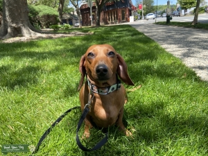3YR Smooth Red Dachshund  Listing Image