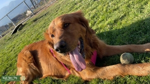 Happy dog looking for partner Listing Image