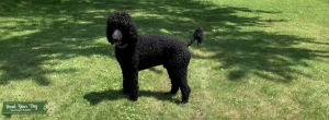 Black (Abstract) Standard Poodle Listing Image