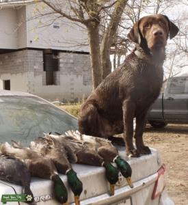 Chocolate brown Labrador Retriever Listing Image