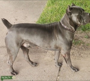 Blue male Listing Image