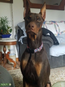 Red dobermann champion bloodlines akc Listing Image