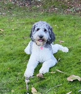 Silver and White Parti Goldendoodle Listing Image