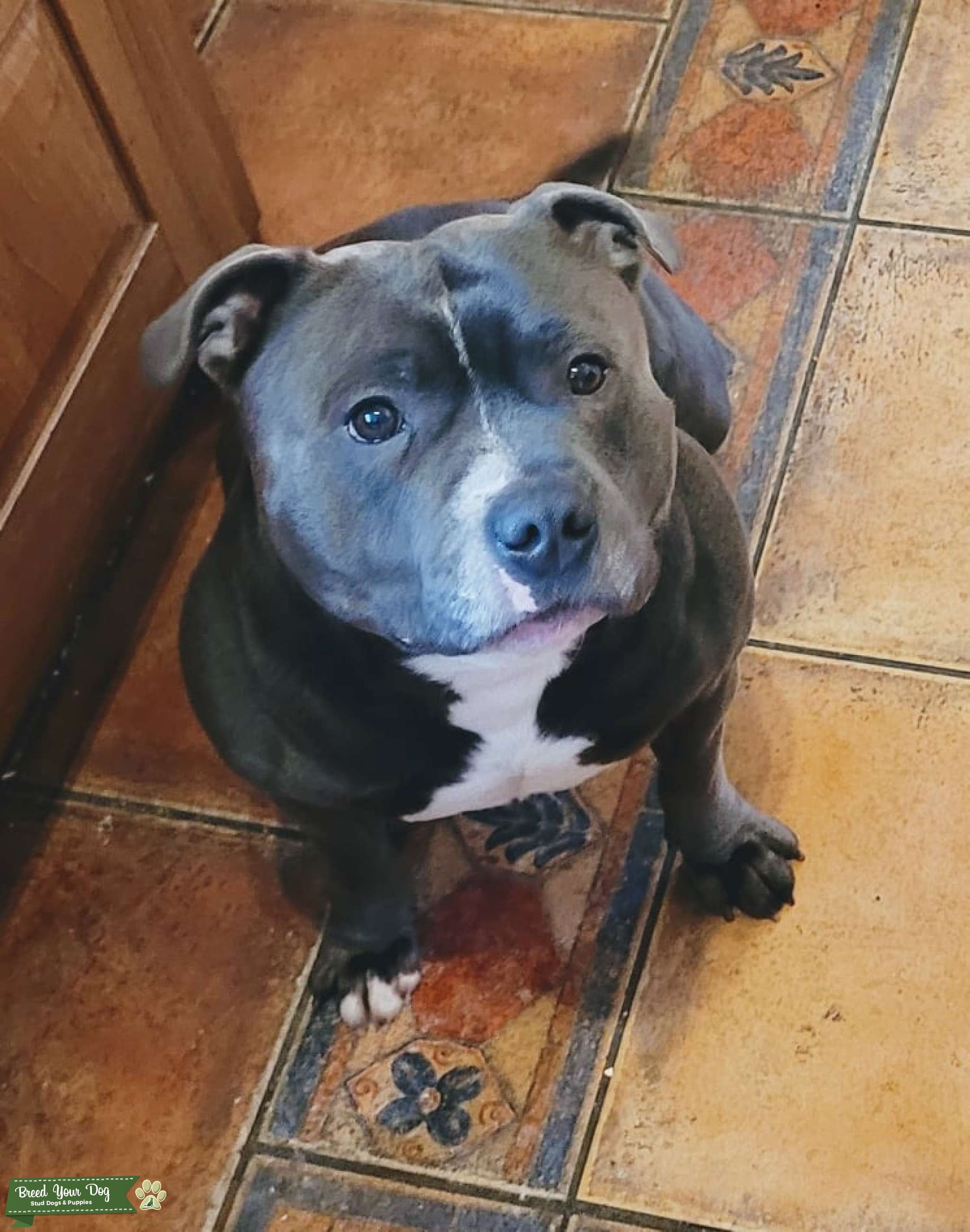 Blue staffordshire bull terrier Stud Dog