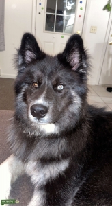 Black/white Siberian husky Listing Image