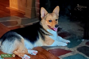 Looking for Female Corgi Listing Image