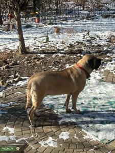 Fawn English Mastiff beautiful 165# Listing Image