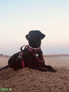 Beautiful black female Labrador wanting to breed with stud for pick of litter Listing Image