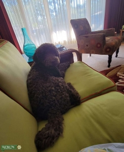 Brown AKC STANDARD POODLE looking for a baby daddy Listing Image