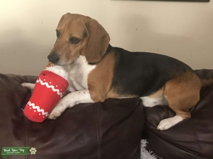 AKC Certified Beagle Stud Listing Image