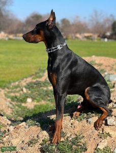 Black/Tan Doberman Stud Listing Image