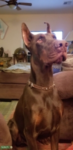 European Doberman Stud  Listing Image