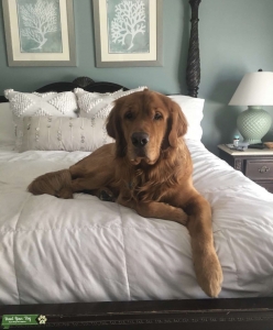 Golden Retriever Stud Listing Image