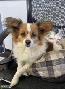 Papillon stud 5 years old  Listing Image