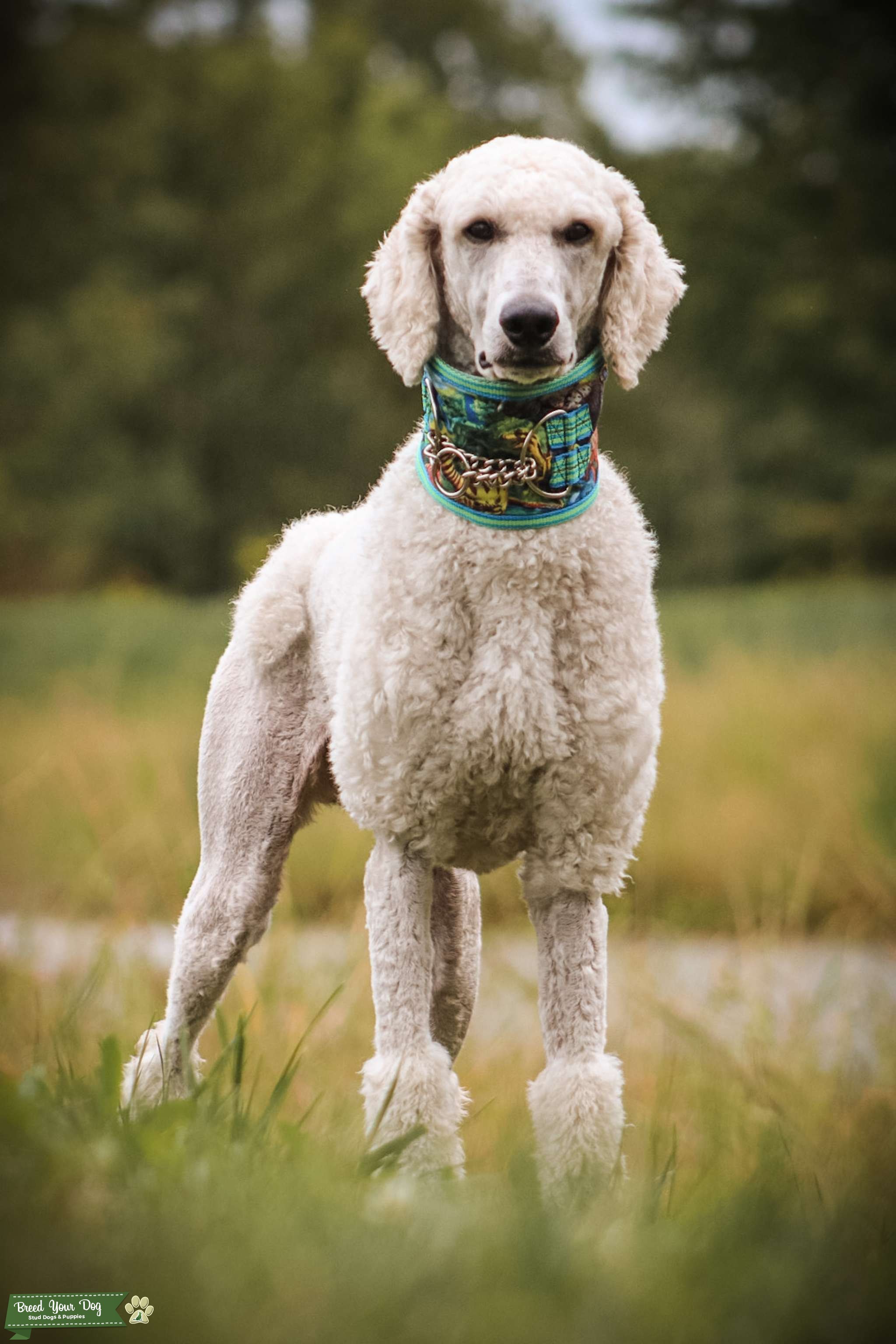 Cream Standard Poodle Stud Dog in Pennsylvania , the United States