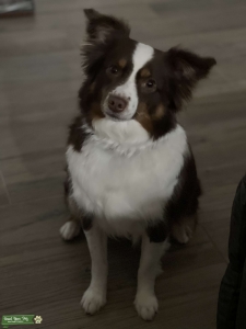 Mini Australian Shepherd lady looking for love Listing Image