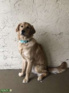 Pure Bred Golden Retriever Stud Listing Image
