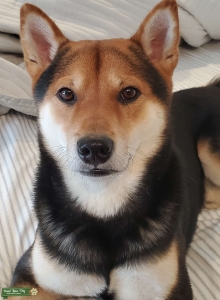 Stunning Shiba Inu Stud Listing Image