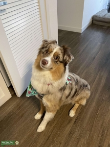 Red Merle Full Sized Australian Shepherd  Listing Image