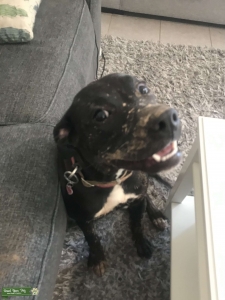Luna wants to be a mom Listing Image