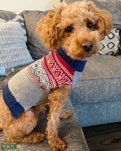 Red Toy Poodle Listing Image