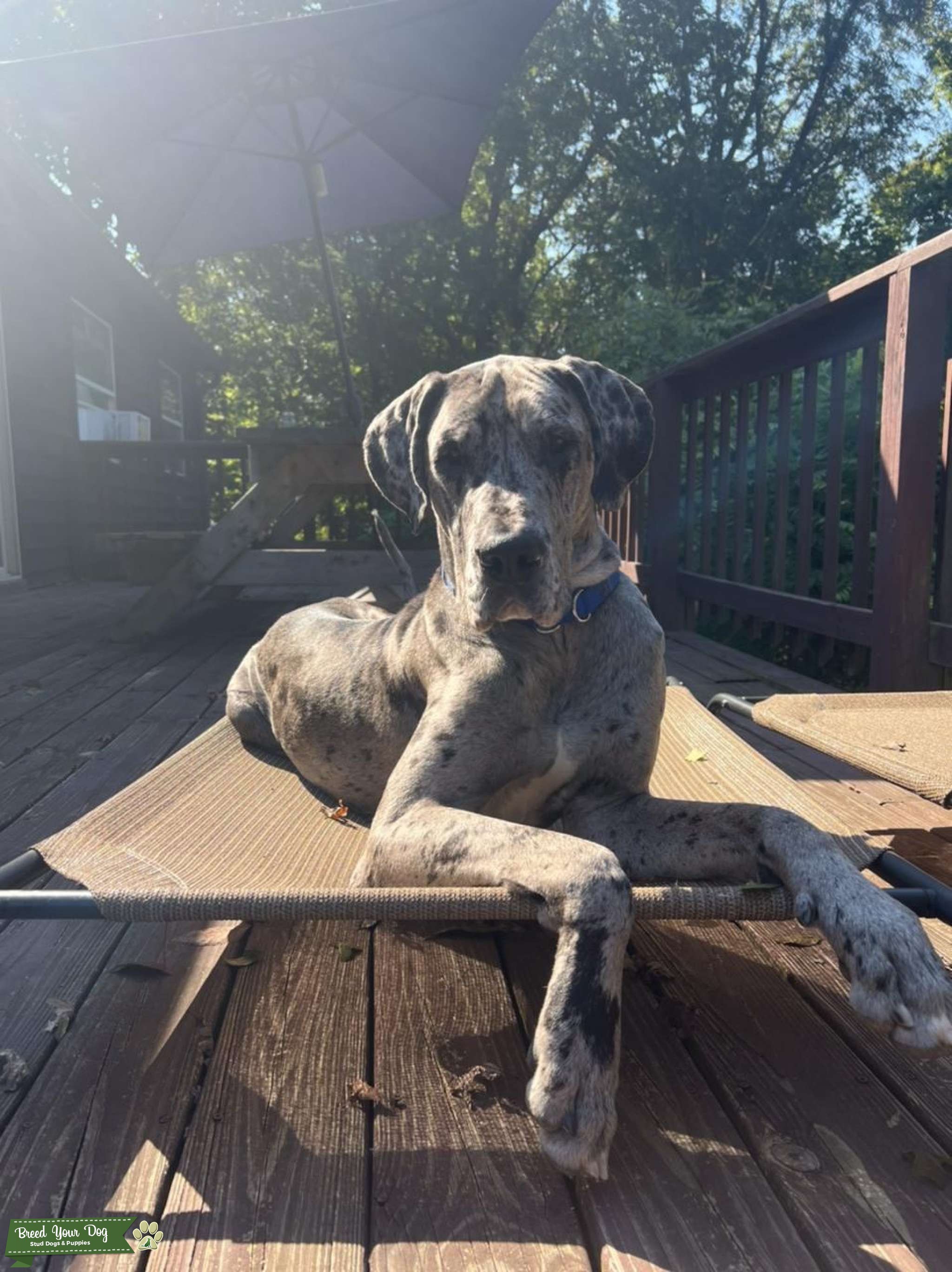 Blue Merle Great Dane Stud Dog in Kentucky , United States Breed Your Dog