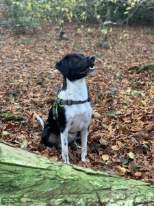 Collie X Springer spaniel  Listing Image