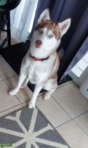 Looking for a husky stud Listing Image