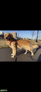 Golden retriever stud Listing Image