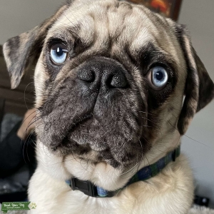 merle pug stud