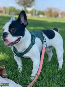 French Bulldog Stud Services  Listing Image