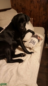 Black Lab Female Listing Image