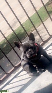 Blue Frenchie  Listing Image