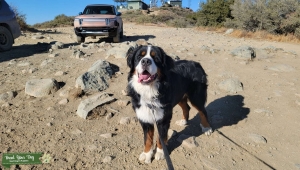 Bernese Mountain Dog (AKC) Listing Image