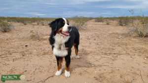 Bernese Mountain Dog (AKC) Listing Image