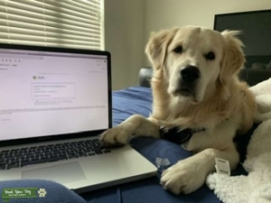 Purebred AKC Light Golden Retreiver Listing Image