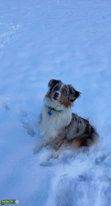 Red Merle Stud  Listing Image