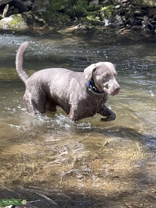 AKC Silver Lab Stud Listing Image