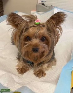 Yorkshire Terrier Looking for a Boyfriend Listing Image