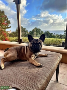 Sable French Bulldog  Listing Image