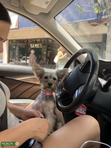 Beautiful Lola is looking for a boyfriend  Listing Image