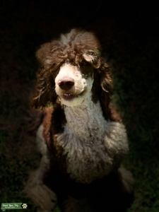 Brown phantom parti standard poodle  Listing Image