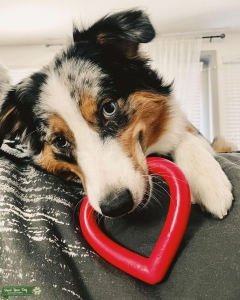 Australian Shepherd Red/Blue Merle Female looking for a mate! Listing Image